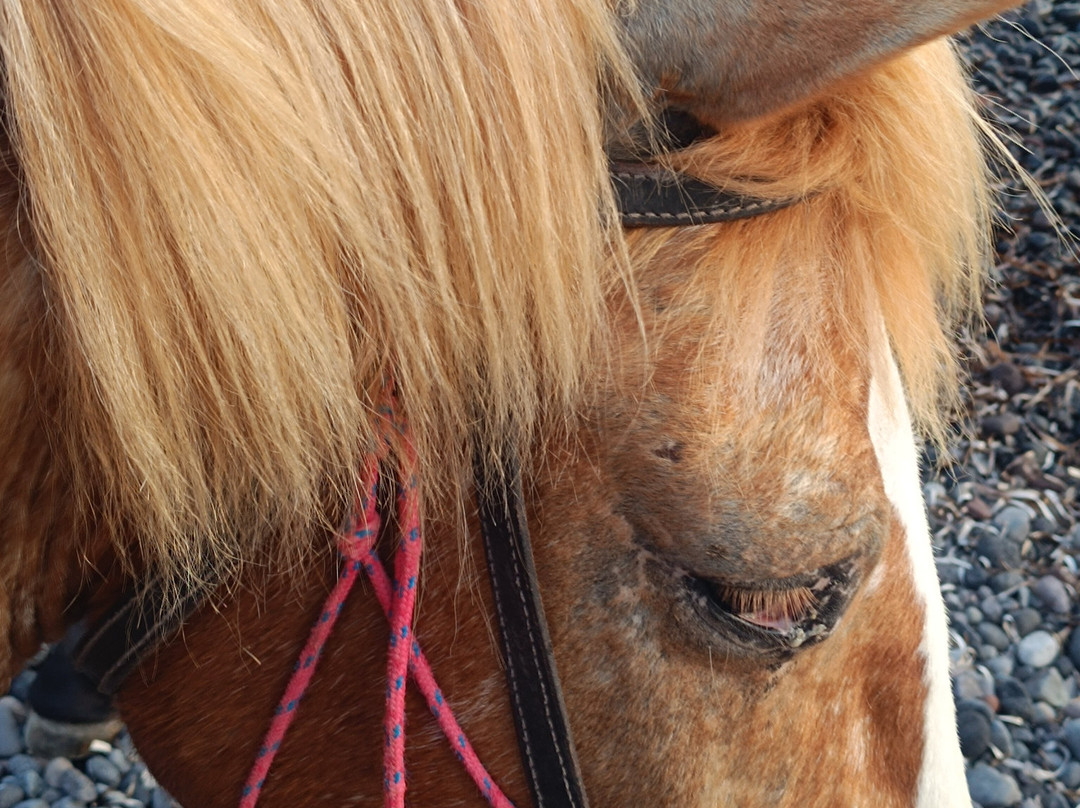 Santorini Horse Riding景点图片