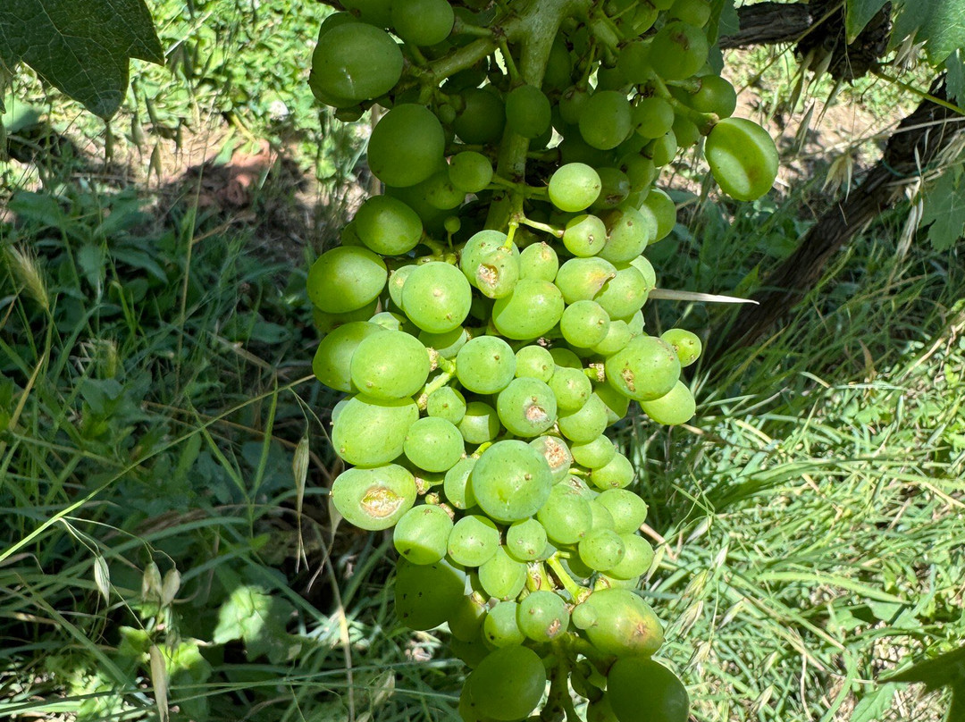 Manvi Winery-蒙特普尔恰诺必去景点