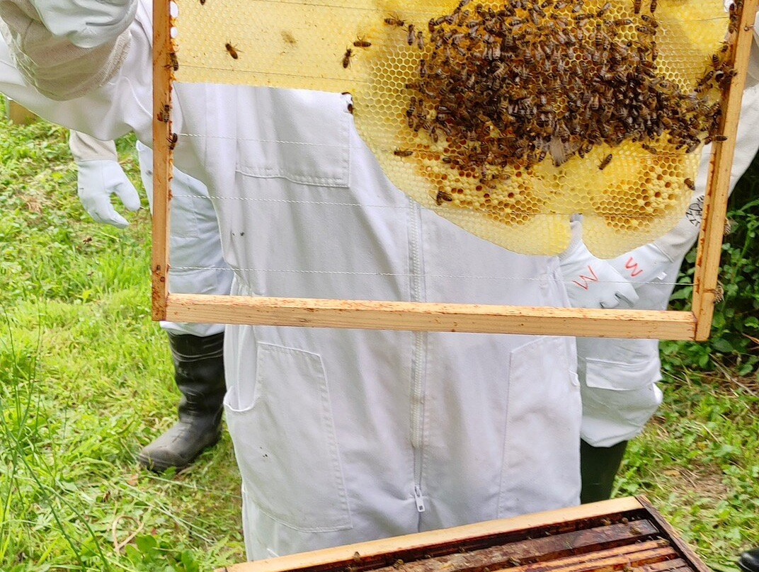 13 Bees Beekeeping Taster Sessions景点图片