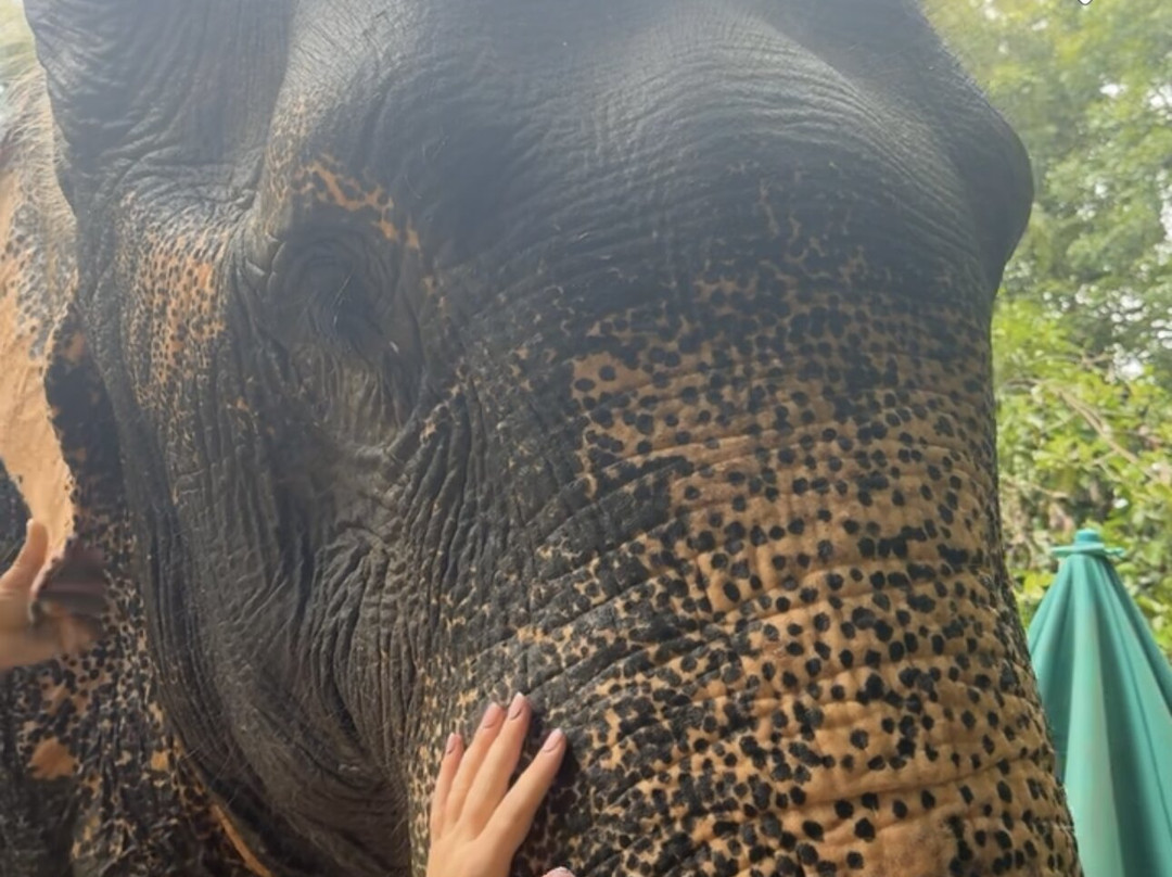 Tongdee Elephant Camp-Bang Muang必去景点