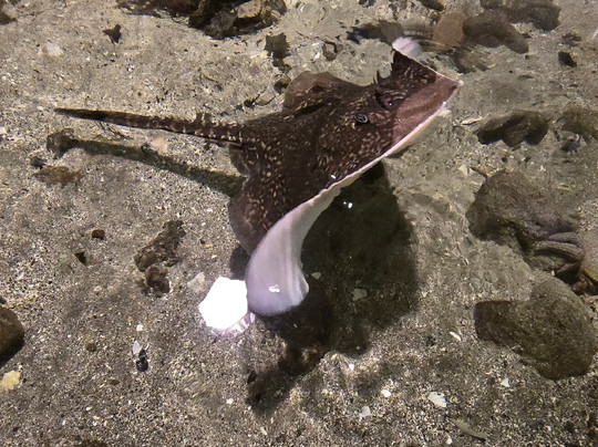 Føroya Sjósavn-Argir必去景点