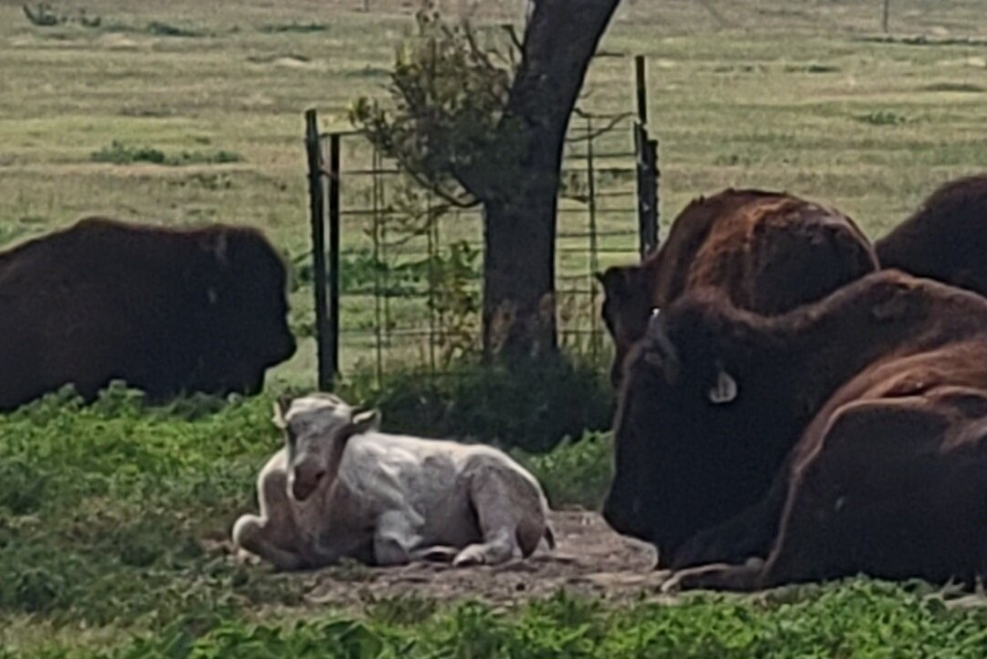 Frontier Park-Hays必去景点