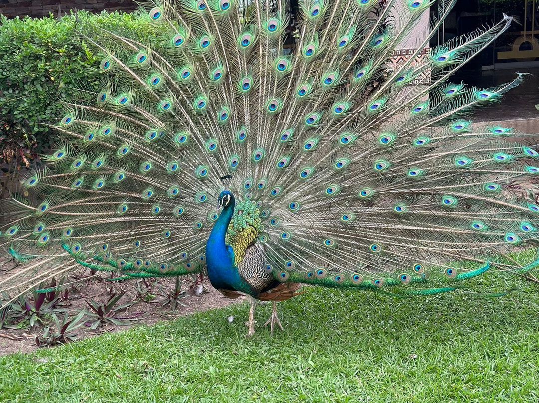 The Royal Senchi Hotel and Resort主图