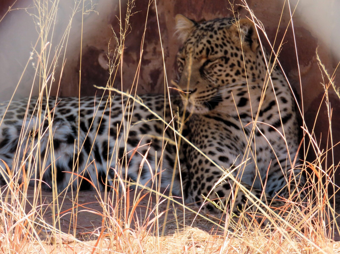 Cheetah Experience (ZA Cheetah Conservation)-贝拉贝拉必去景点