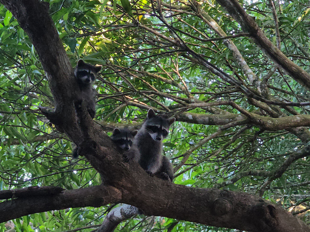 Canopy San Lorenzo-圣拉蒙必去景点