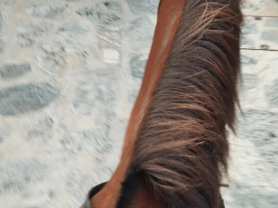 Sifnos Horseriding景点图片