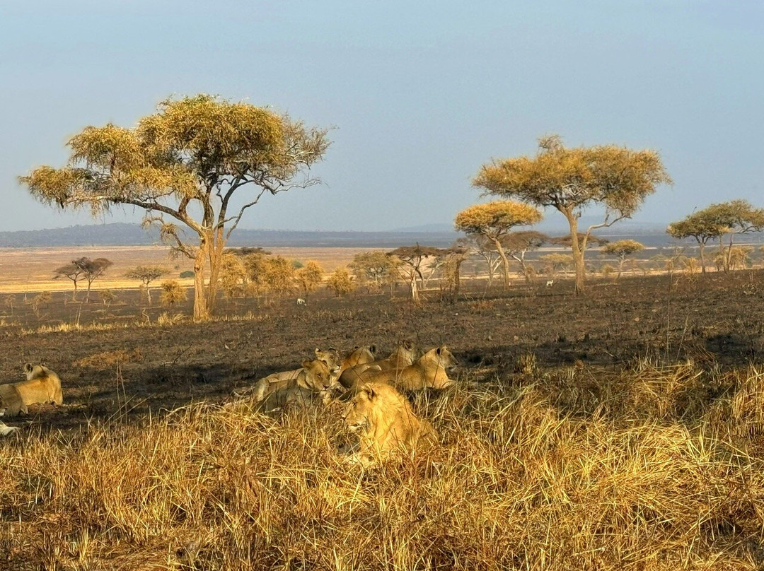 Luxury Short Safari-桑给巴尔岛必去景点