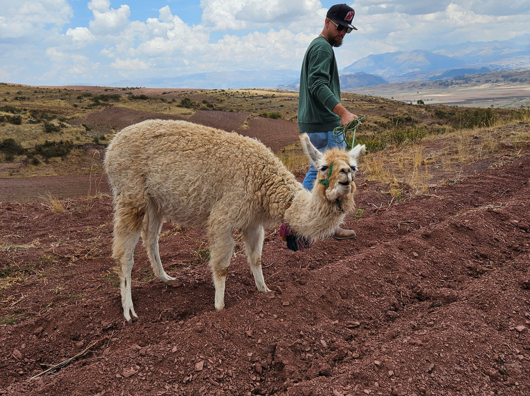 Alpaca Trek Adventures景点图片