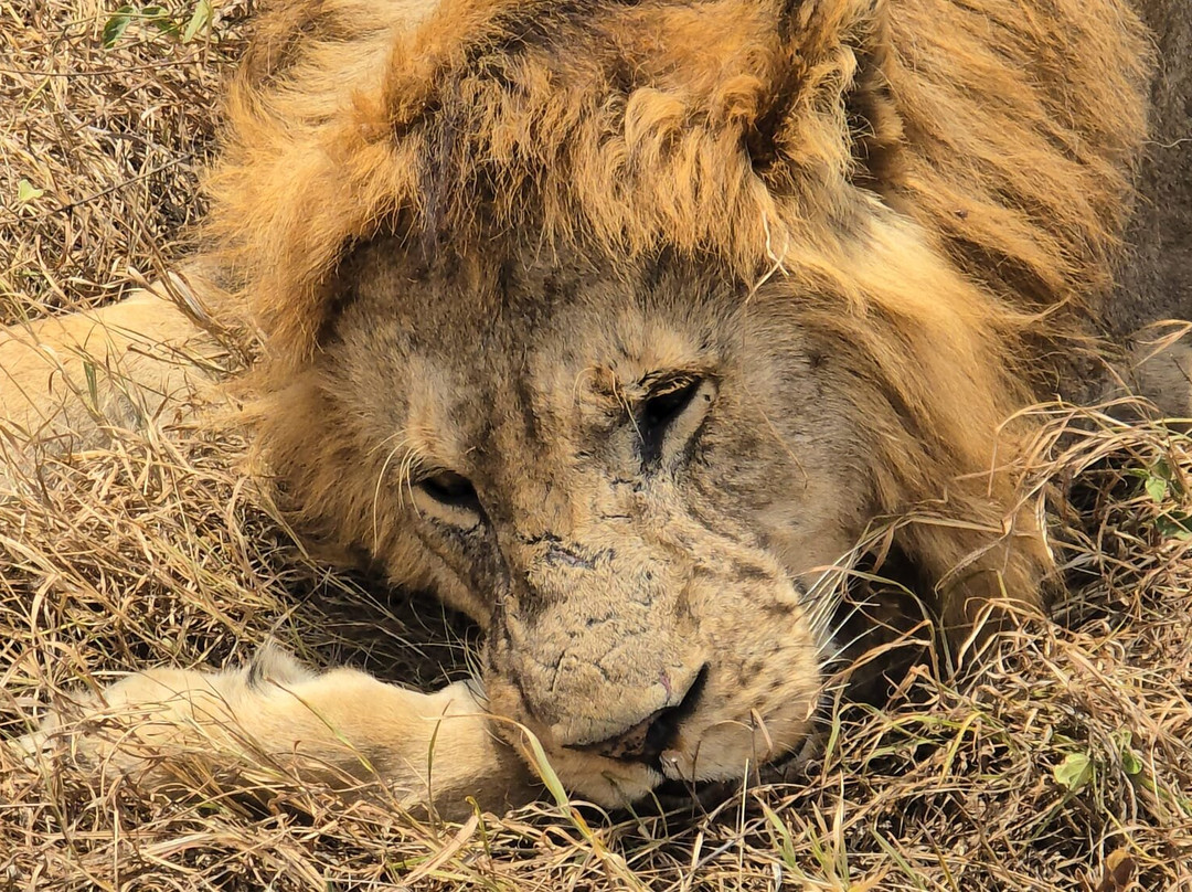 Perfect Safaris Africa-内罗毕必去景点