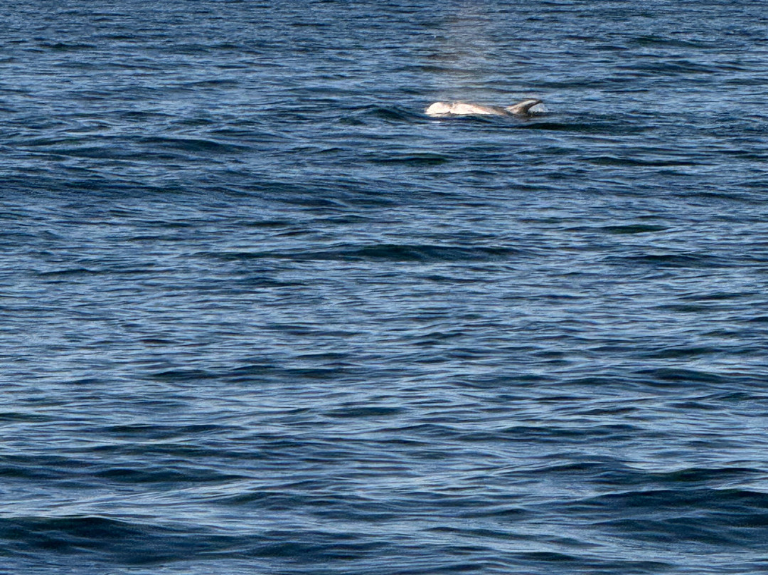 Discovery Whale Watch-蒙特雷必去景点