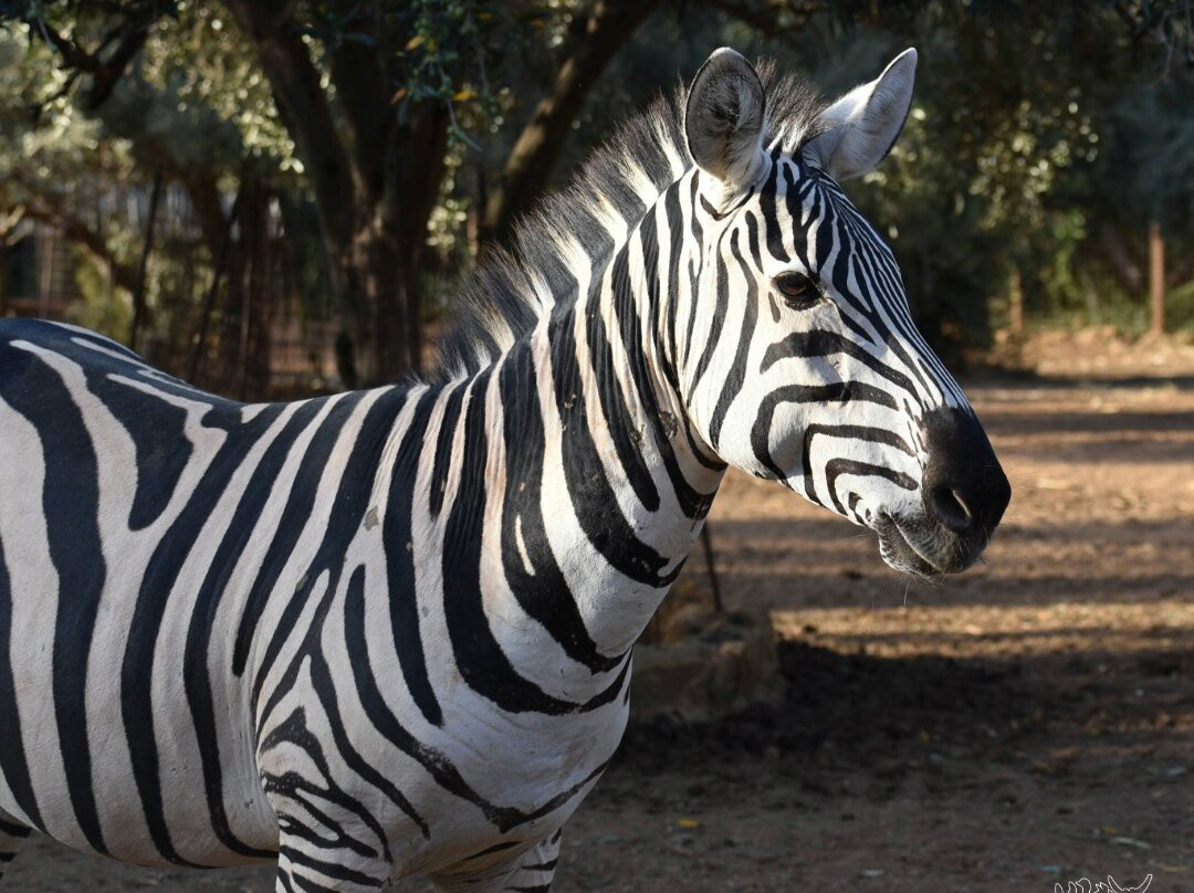 Bioparco Di Sicilia景点图片