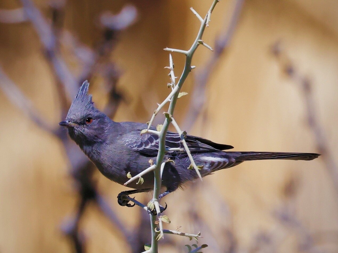 Cottonwood Spring-约书亚树国家公园必去景点