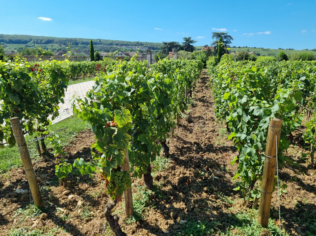 Domaine Famille Picard-Chassagne-Montrachet必去景点