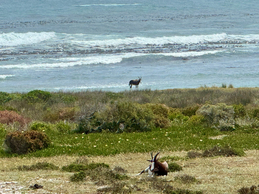 Alfies Adventures-Cape Point必去景点