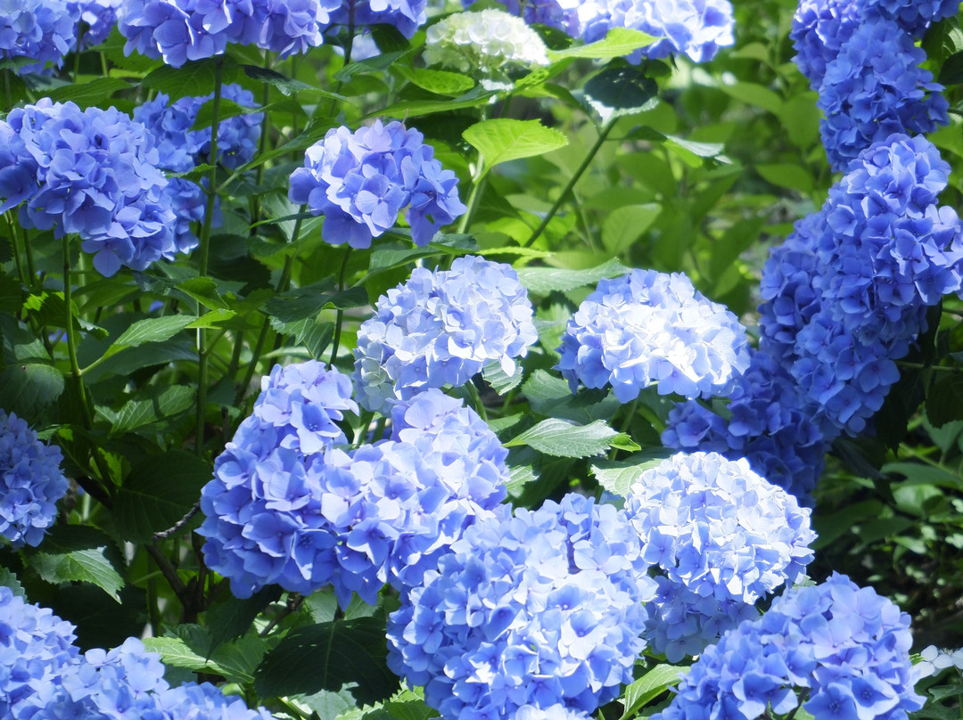 Hydrangeas Village Katahara Onsen-蒲郡港必去景点