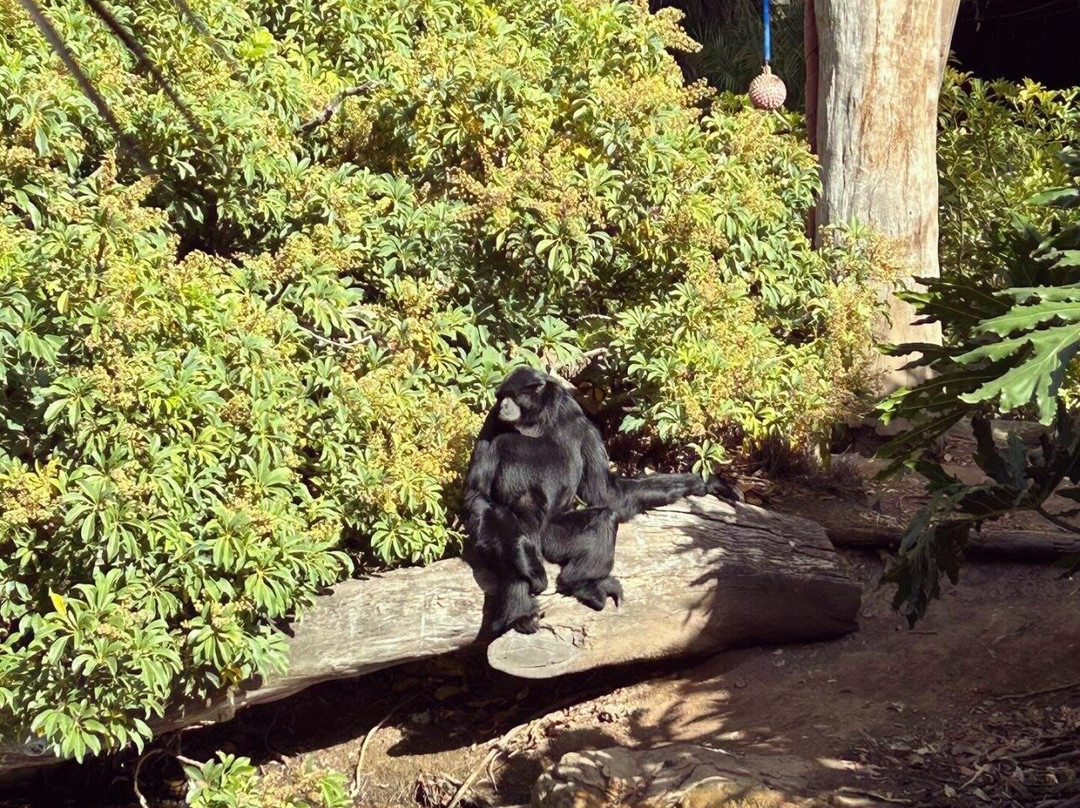 阿德莱德动物园-阿德莱德必去景点