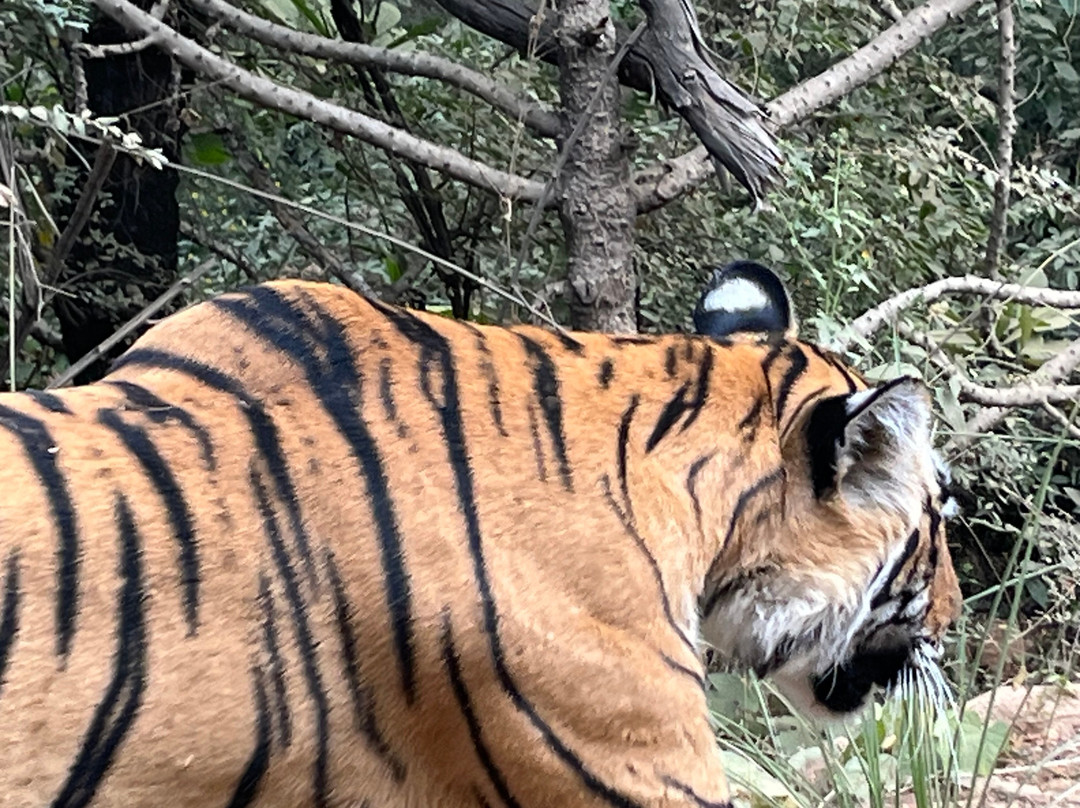 Rifa Tours India - Private Day Tour景点图片