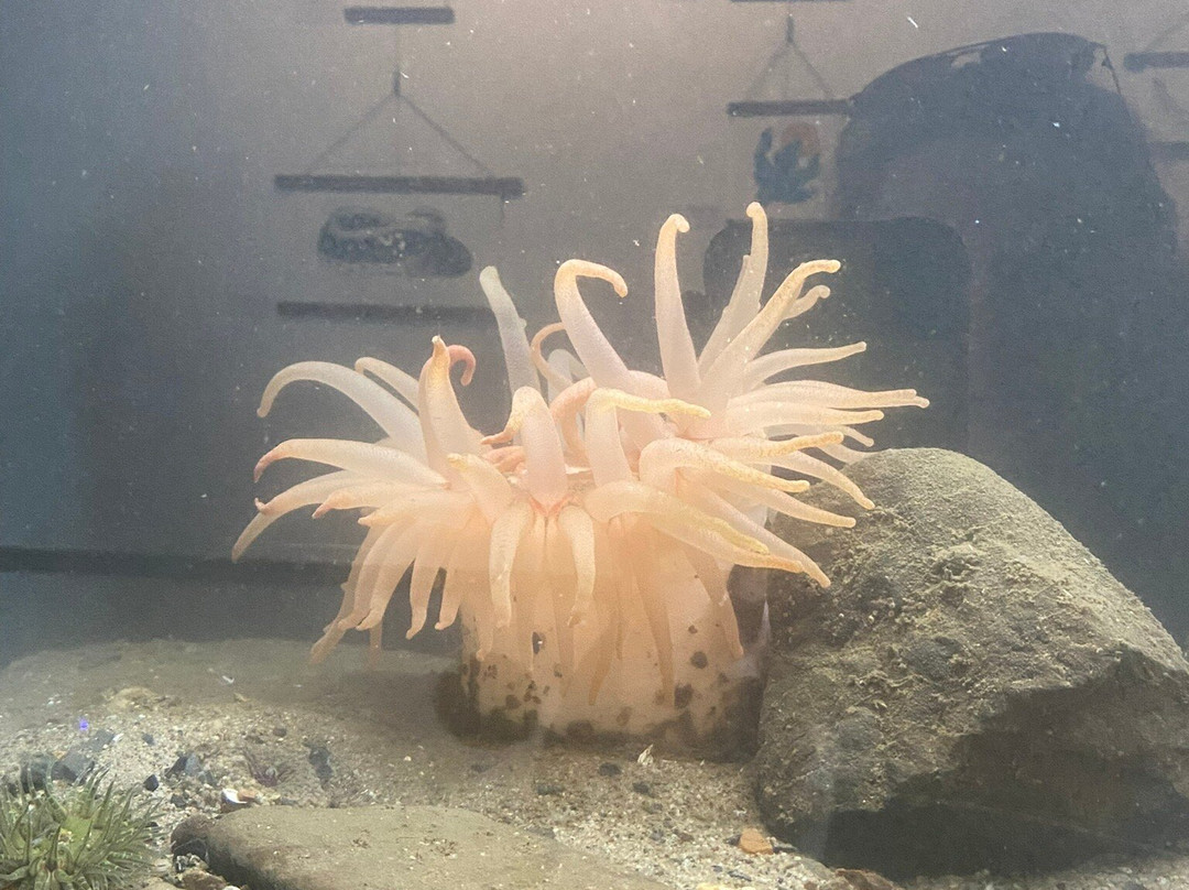 Dipac's Macaulay Salmon Hatchery-朱诺必去景点