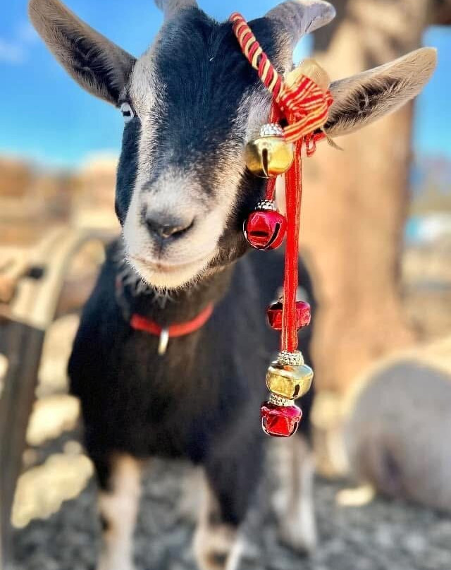 Hope & Serenity Farm Sanctuary景点图片