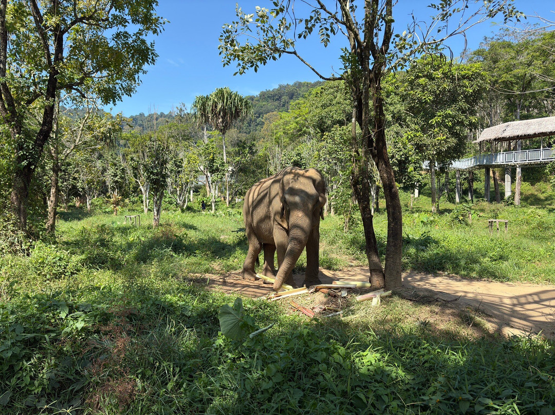 Phuket Elephant Park景点图片