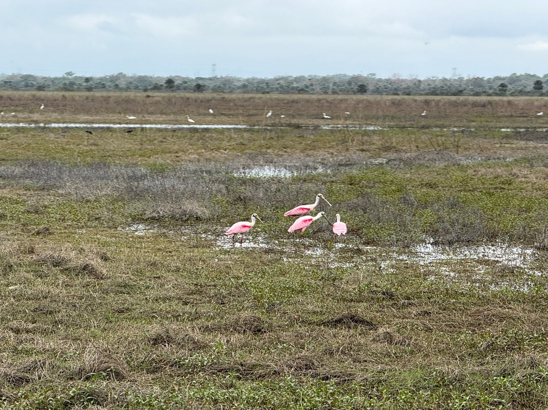 Backwoods Airboat Adventures-Christmas必去景点