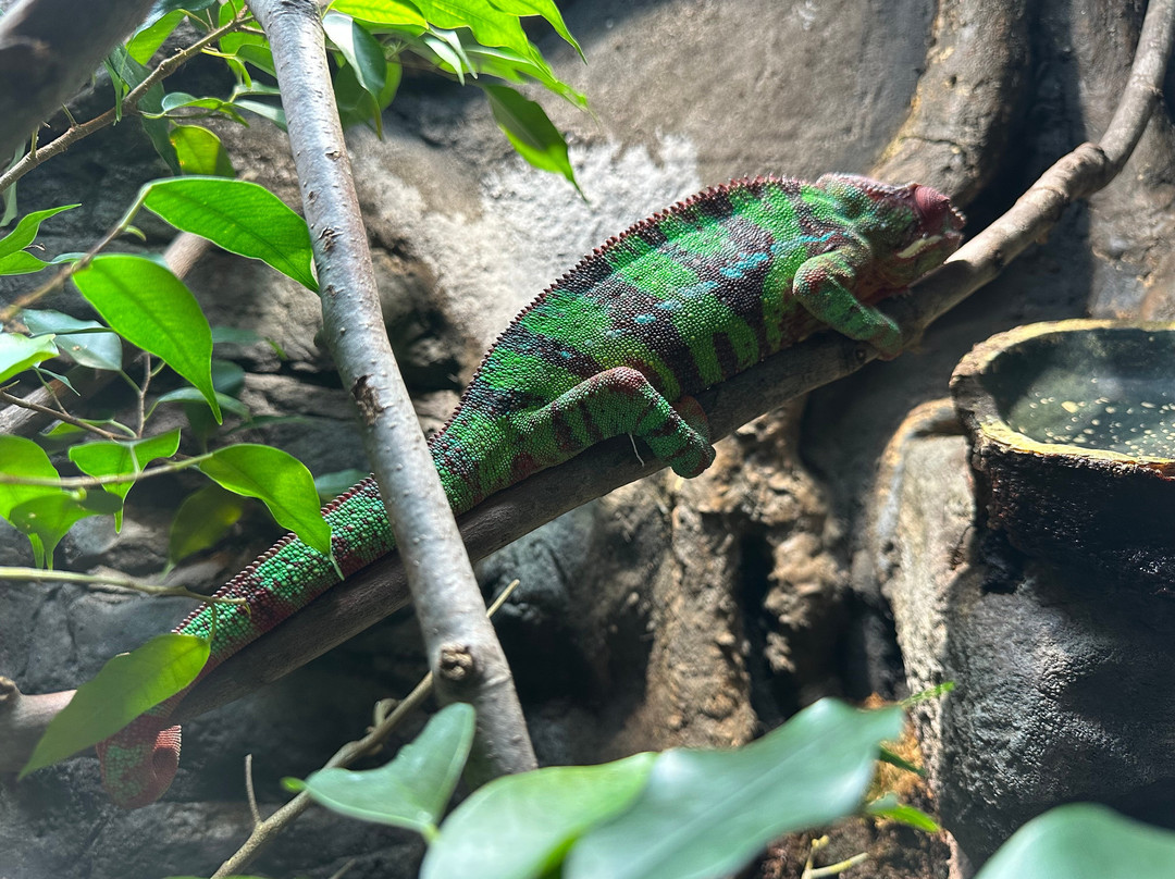 Electric City Aquarium & Reptile Den景点图片