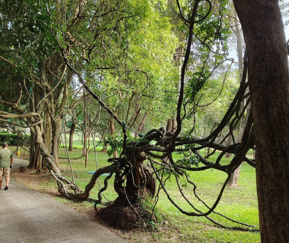 Sri Lankan Private Driver景点图片