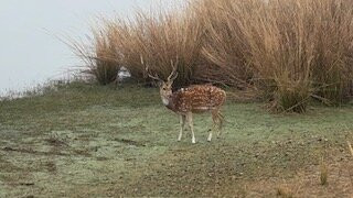 Ranthambore Jungle Safari景点图片