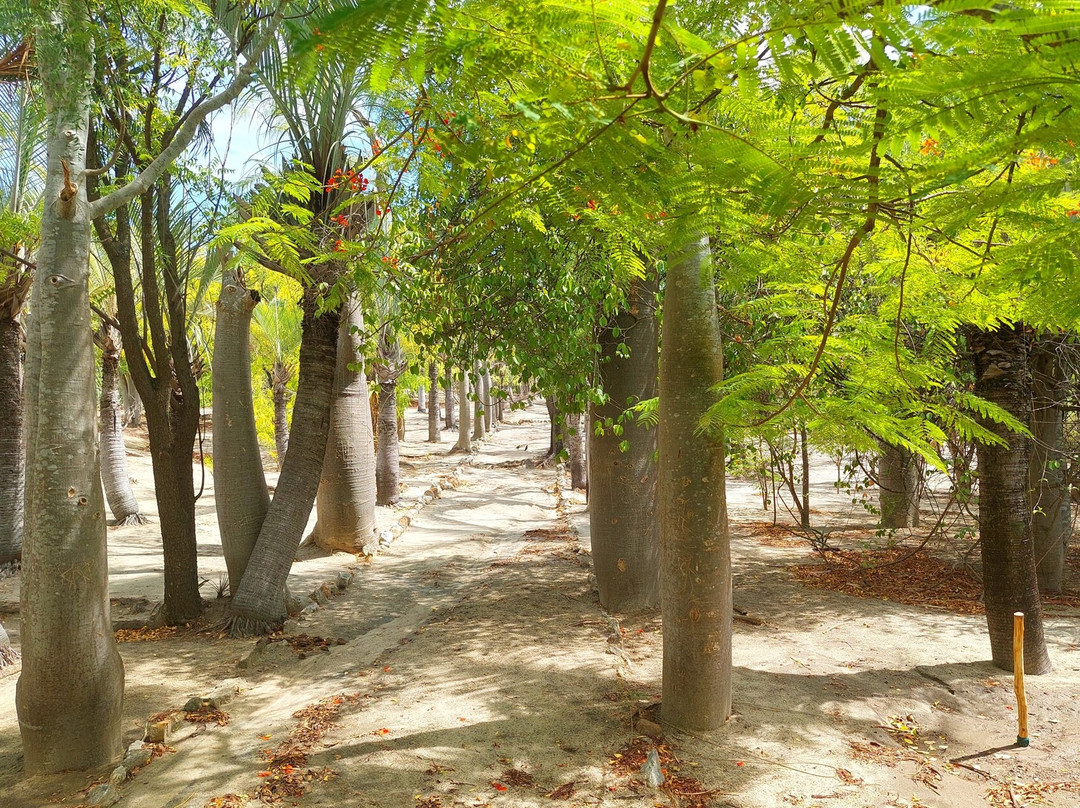 Arboretum of Ranopiso景点图片
