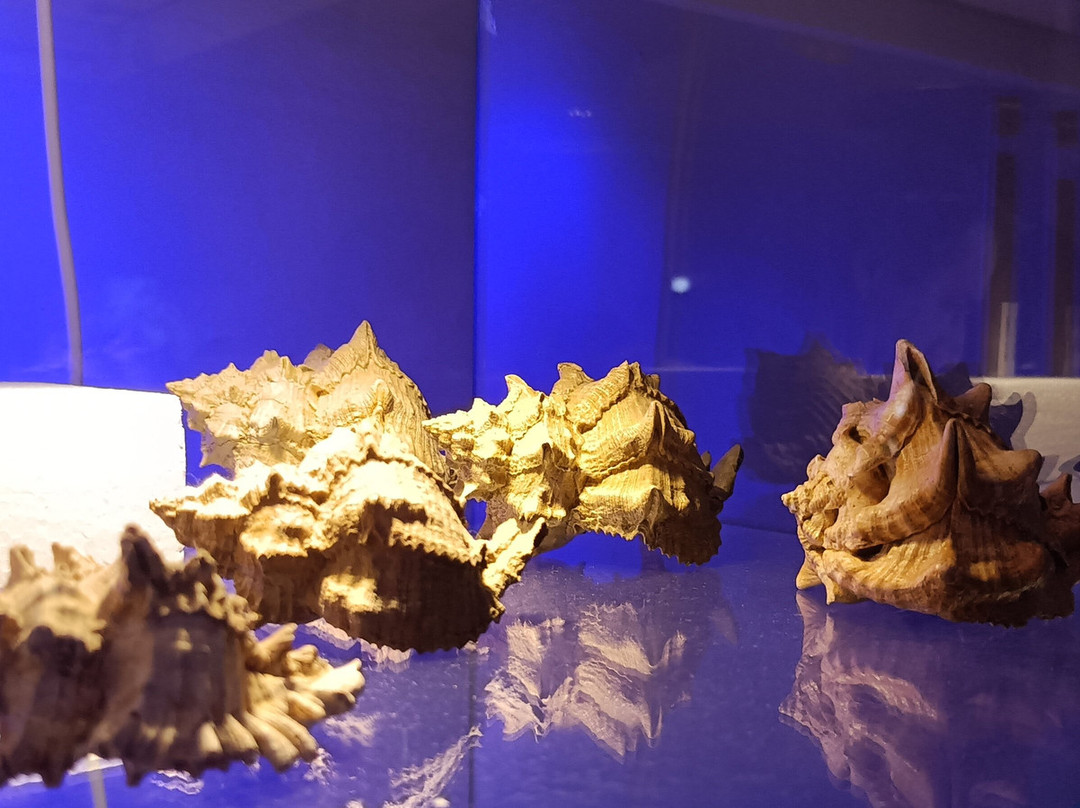 Museo Paleontologico Scienze della Terra del GAMPS-斯坎迪奇必去景点