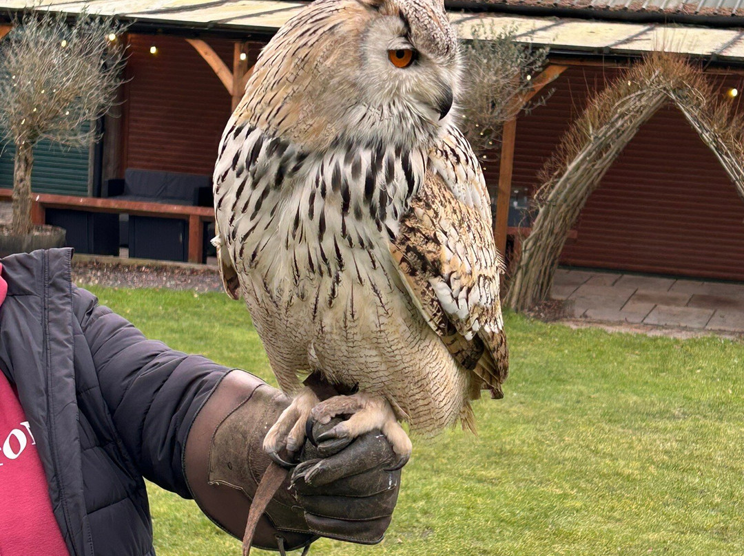 Cheshire Falconry-Northwich必去景点