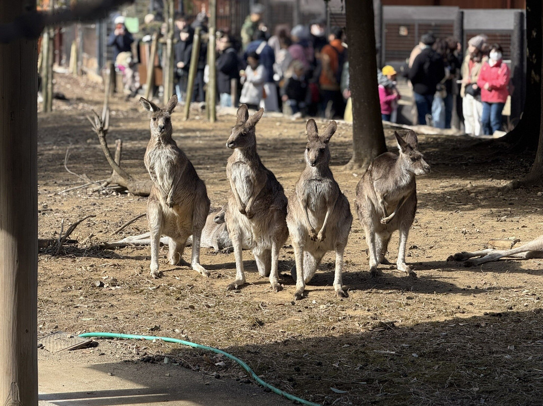 Saitama Children Zoo-东松山市必去景点