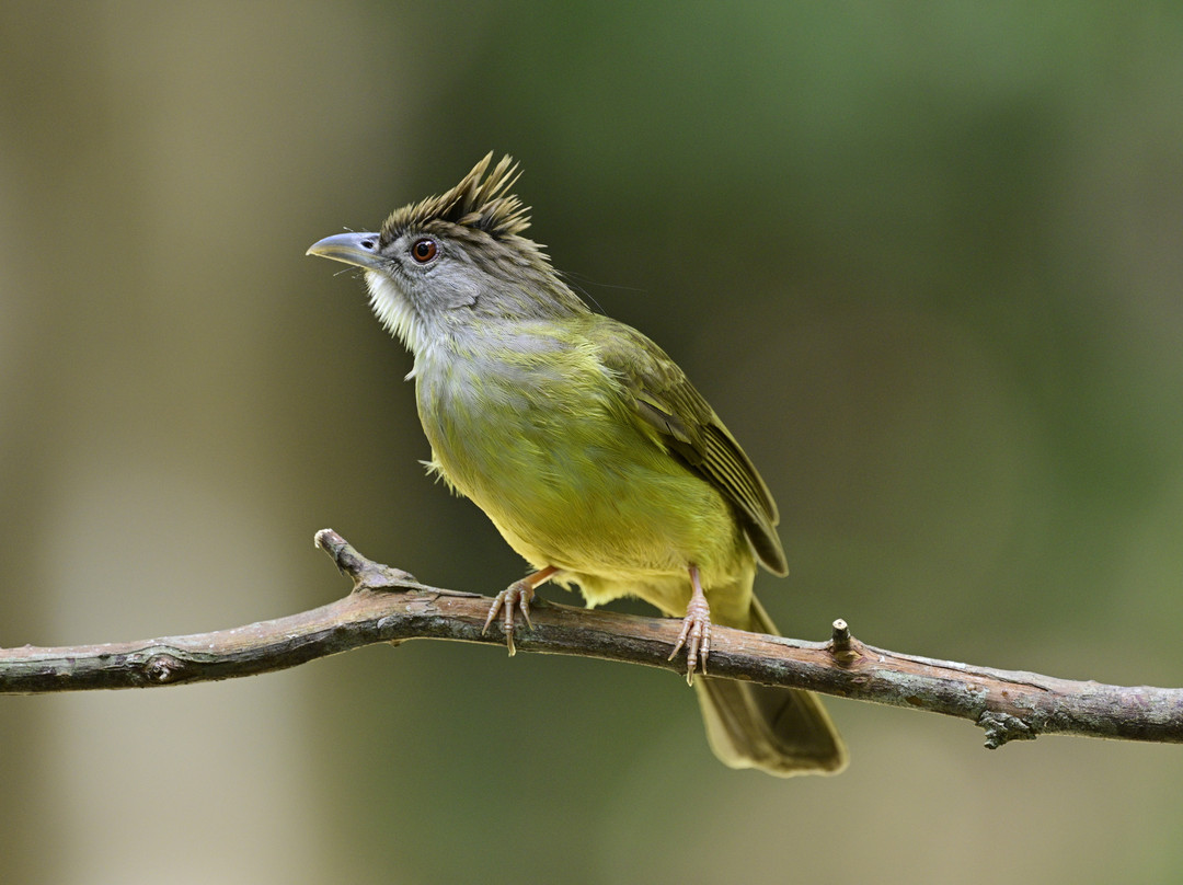 Capayas Creek Kingfisher Preserve景点图片
