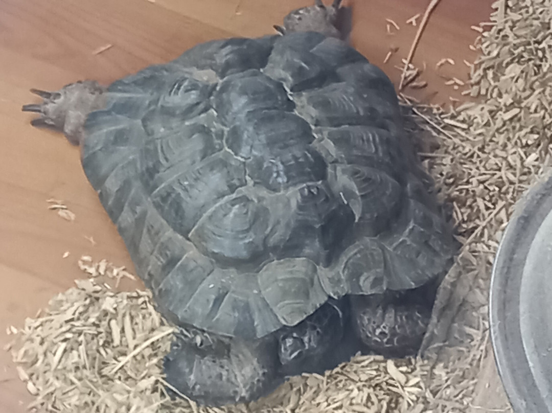 Tiggywinkles Wildlife Hospital Visitor's Centre景点图片