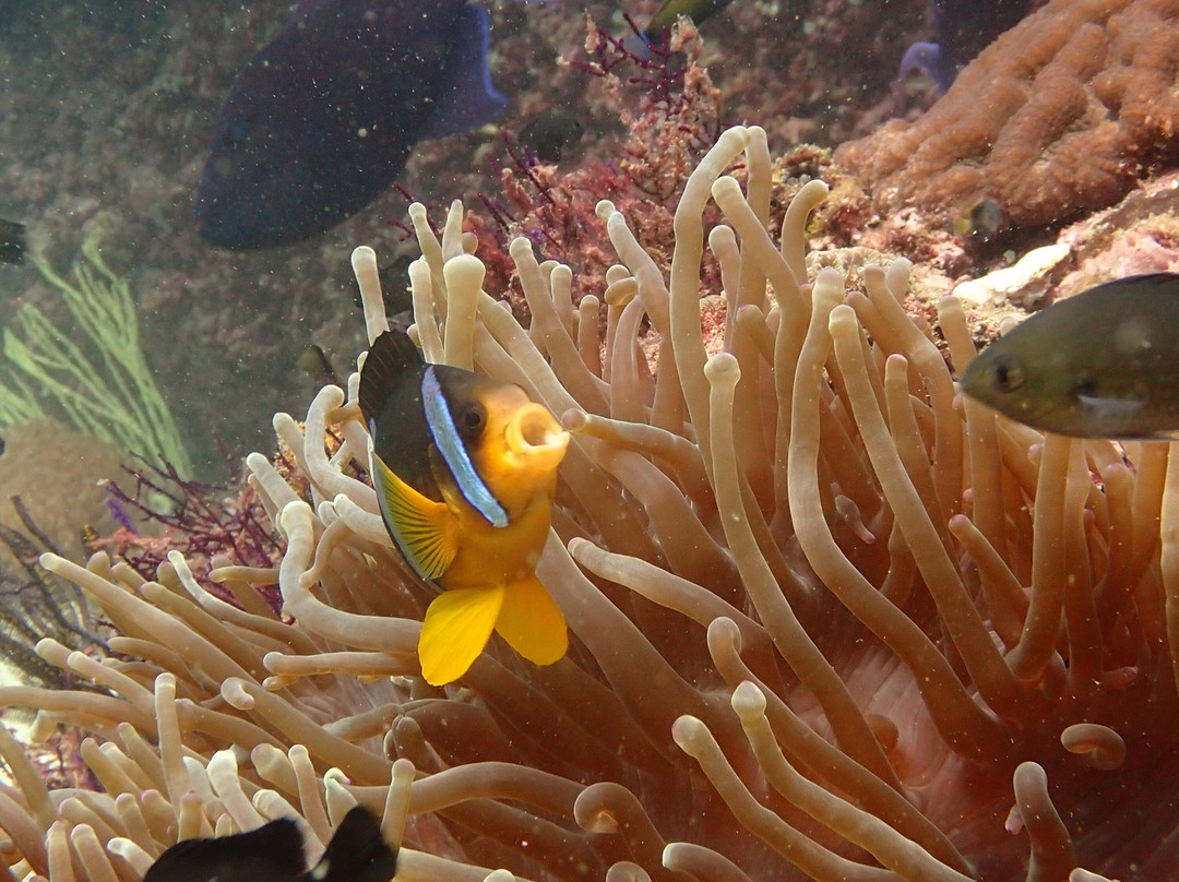 Reef Oasis Dive Center | Musandam-Dibba Al Bay Ah必去景点