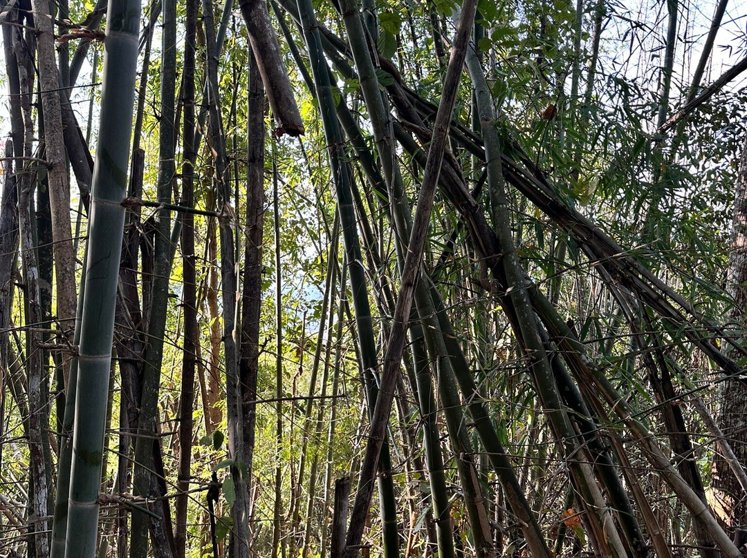Chiang Mai Eco Trekking景点图片