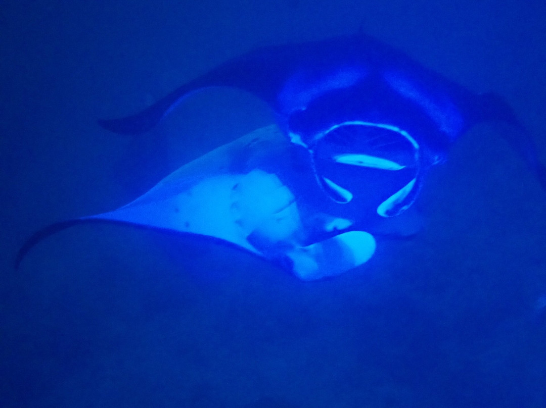 My Kona Adventures-基亚拉凯库亚必去景点