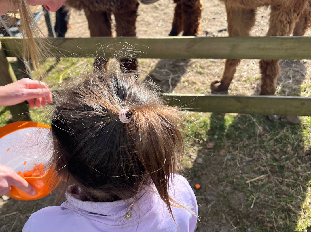 Lydford Gorge Alpacas景点图片