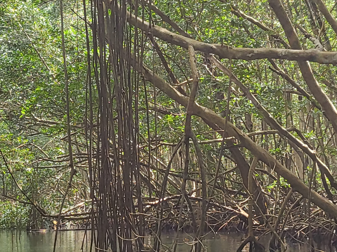 Gwada Gonflé-Petit-Bourg必去景点