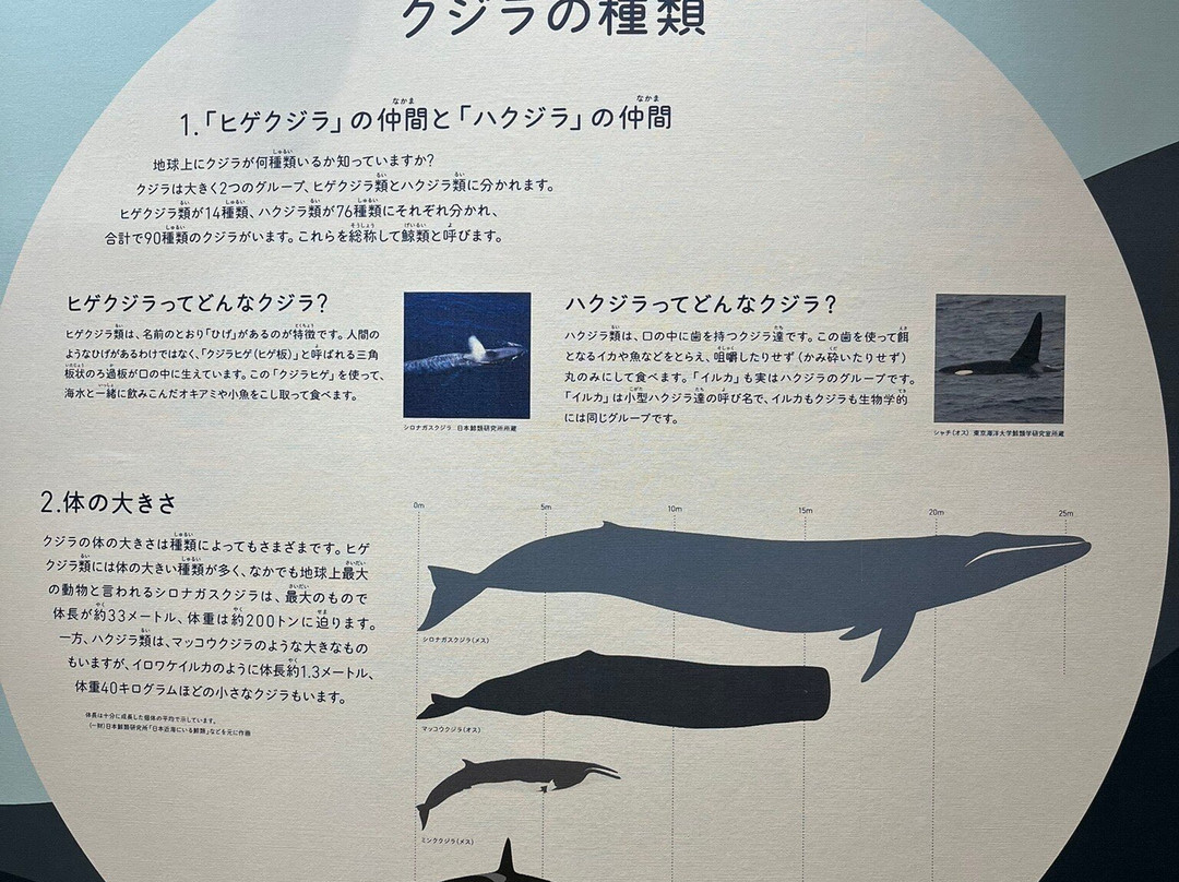 Whale Town Oshika-石卷市必去景点