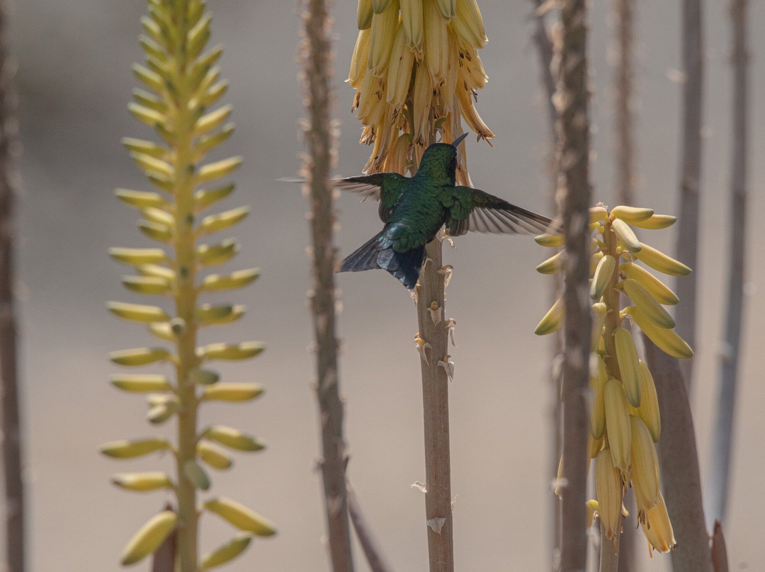 Watamula Hole-Sabana Westpunt必去景点