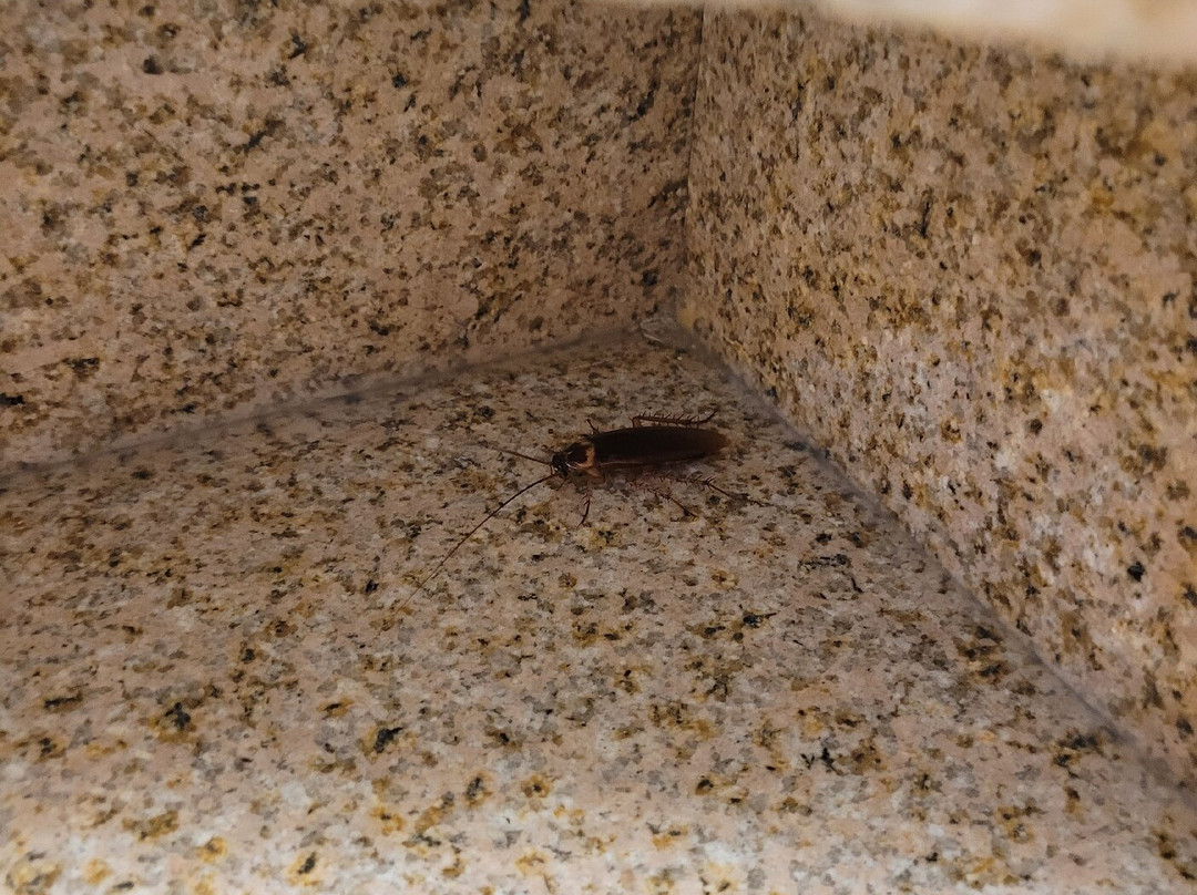 Quality Inn Wickenburg主图