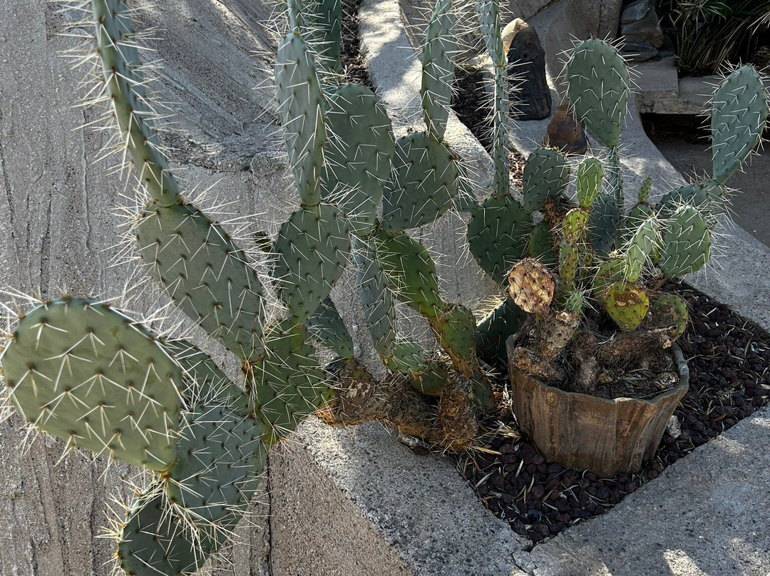 Cosanti-天堂谷必去景点