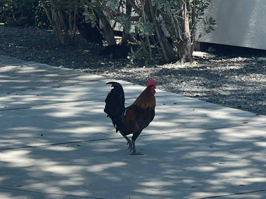 Fun In The Sun Key West-基韦斯特必去景点
