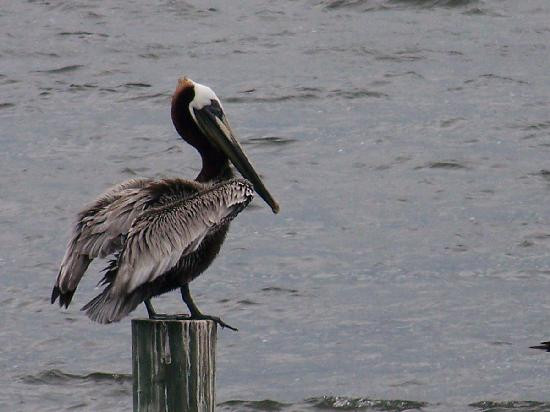 A-Bayview Bed and Breakfast主图