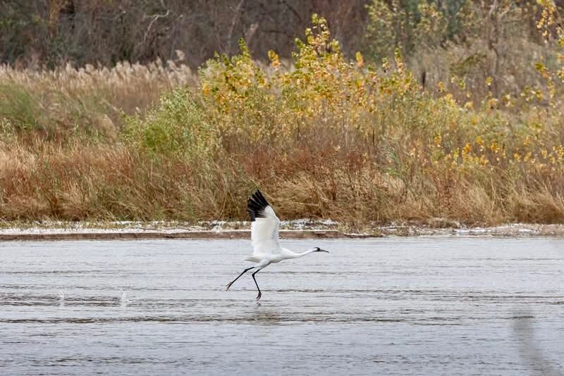 Crane Trust-Wood River必去景点