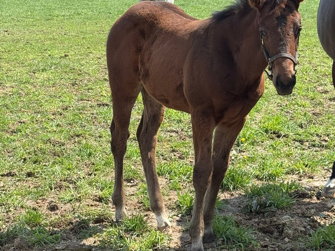 WinStar Farm-Versailles必去景点