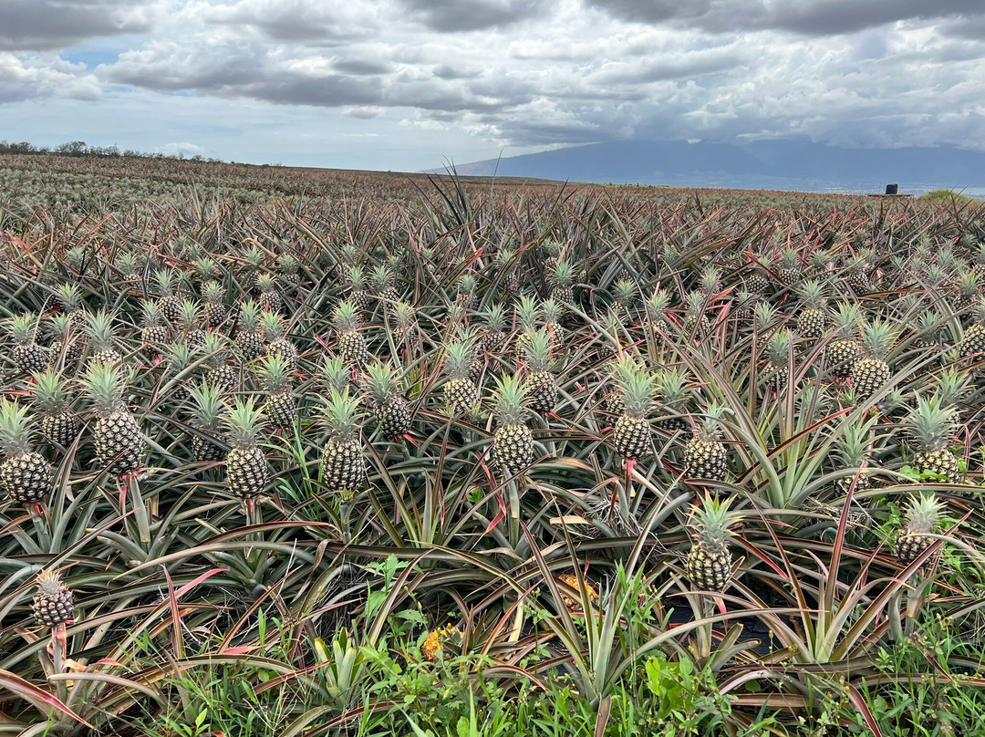 Maui Pineapple Tour-马卡瓦必去景点