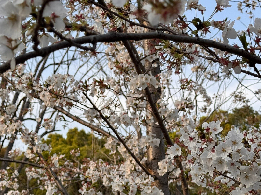 顾村公园 -上海市必去景点