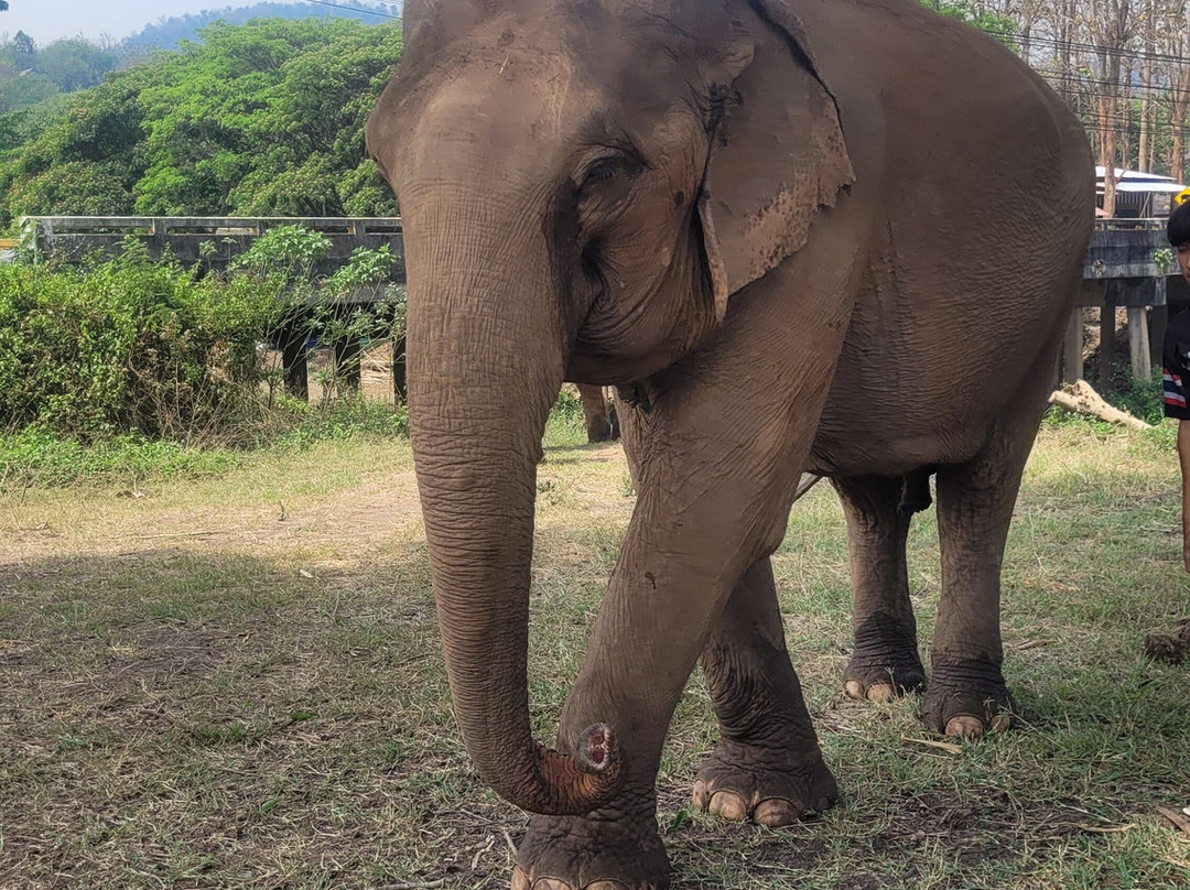 The North of Thailand Elephant Camp-清迈必去景点